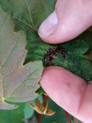 Dasineura irregularis