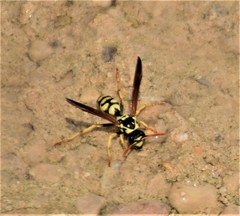 Polistes mongolicus
