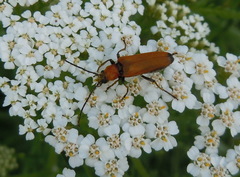 Anogcodes rufiventris