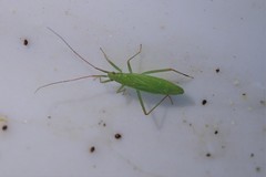 Teratocoris