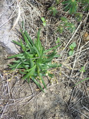 Phemeranthus napiformis