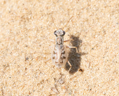 Ellipsoptera lepida