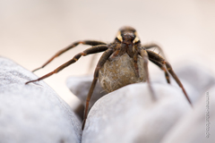 Dolomedes fimbriatus