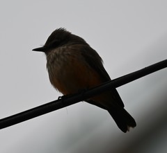 Pyrocephalus rubinus obscurus