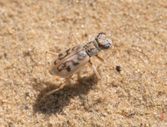 Ellipsoptera lepida