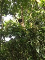 Nasutitermes corniger