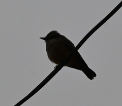 Pyrocephalus rubinus obscurus