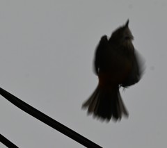 Pyrocephalus rubinus obscurus