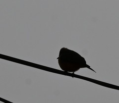 Pyrocephalus rubinus obscurus