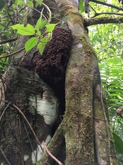 Nasutitermes corniger