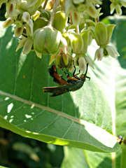 Eichlinia cucurbitae