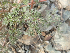 Lomatium cuspidatum