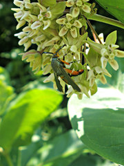 Eichlinia cucurbitae
