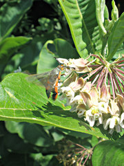 Eichlinia cucurbitae