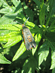 Eichlinia cucurbitae