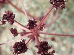 Lomatium cuspidatum