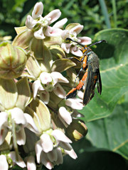 Eichlinia cucurbitae