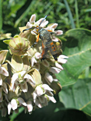 Eichlinia cucurbitae