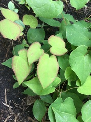 Epimedium × rubrum