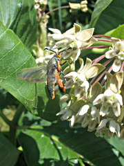 Eichlinia cucurbitae