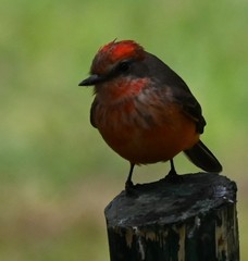 Pyrocephalus rubinus obscurus