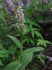 Galearis camtschatica