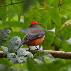 Pyrocephalus rubinus obscurus