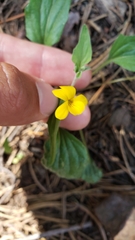 Viola pinetorum