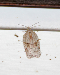 Acleris placidana