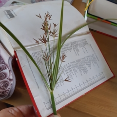 Cyperus longus
