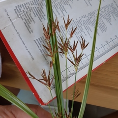 Cyperus longus