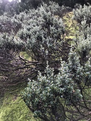 Olearia obcordata