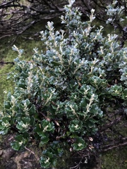 Olearia obcordata