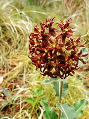 Asclepias hypoleuca