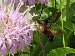 Hemaris thysbe
