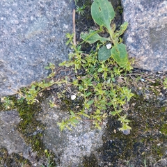 Galium murale