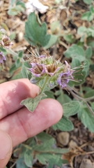 Phacelia hydrophylloides