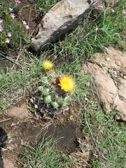 Coryphantha pycnacantha