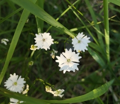 Heliosperma alpestre