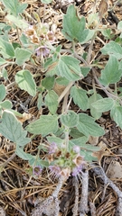 Phacelia hydrophylloides