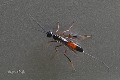 Aulacidae