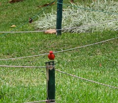 Pyrocephalus rubinus obscurus