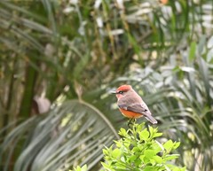 Pyrocephalus rubinus obscurus