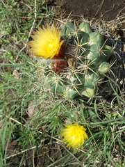 Coryphantha pycnacantha
