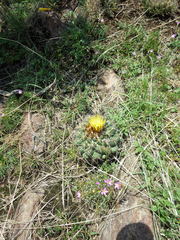 Coryphantha pycnacantha