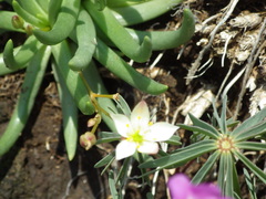 Phemeranthus napiformis