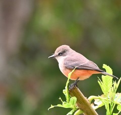 Pyrocephalus rubinus obscurus