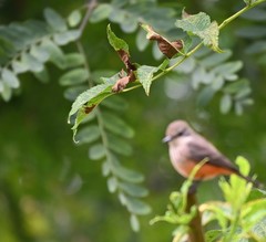 Pyrocephalus rubinus obscurus