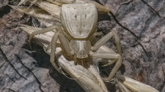 Uraarachne runcinioides