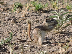 Xerospermophilus spilosoma